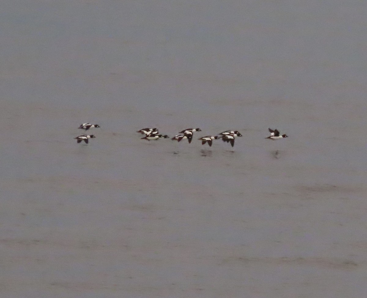 Common Goldeneye - ML646388506