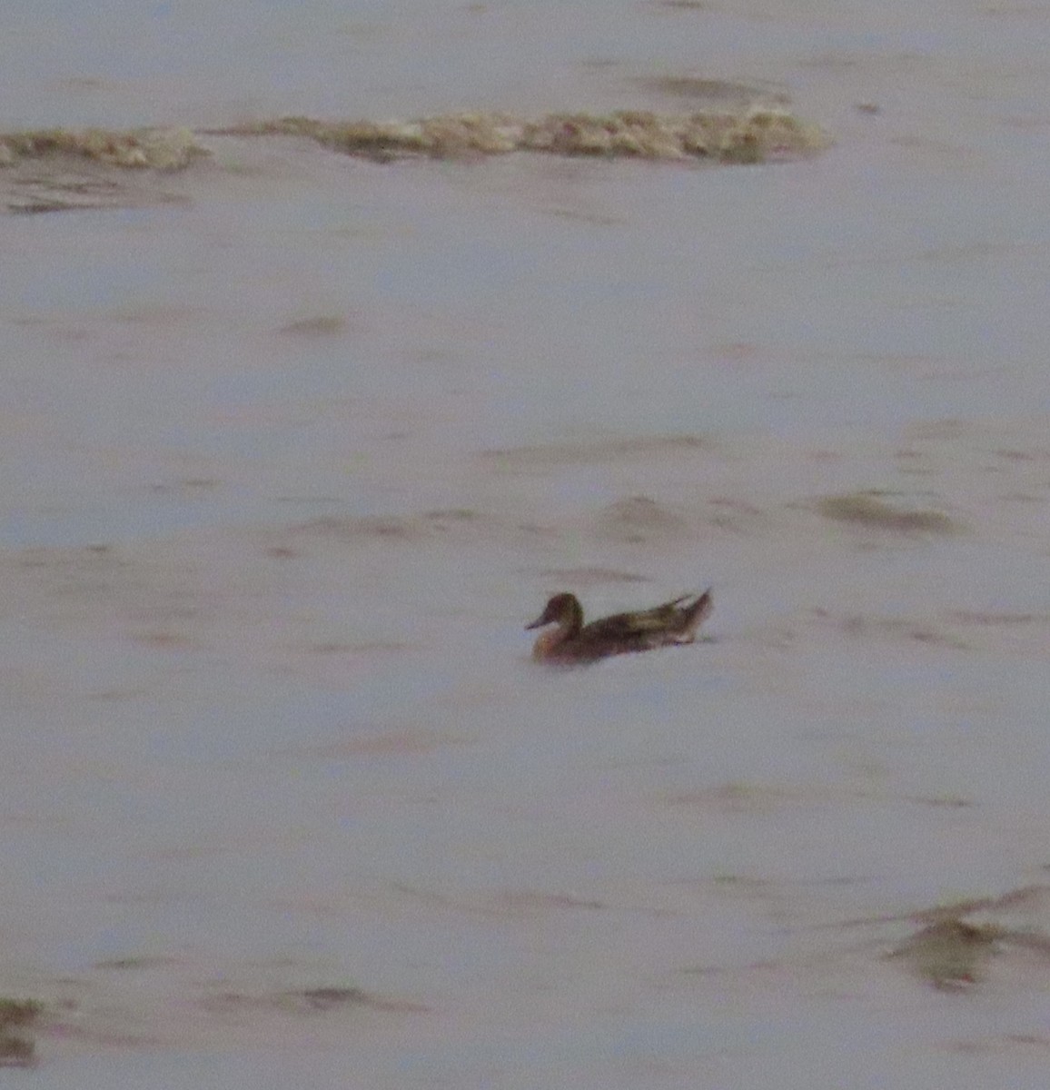 Northern Pintail - ML646388516