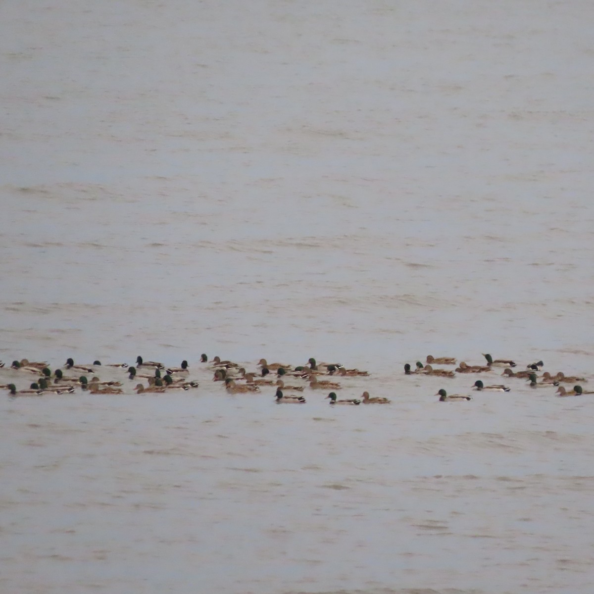 Mallard - ML646388518