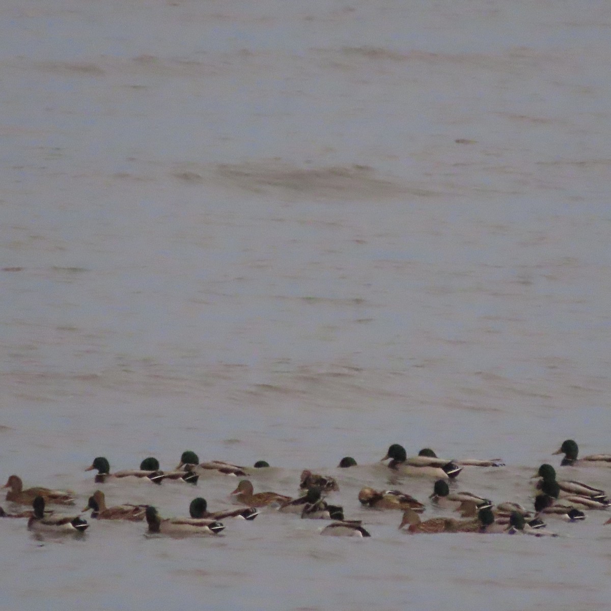 Mallard - ML646388524