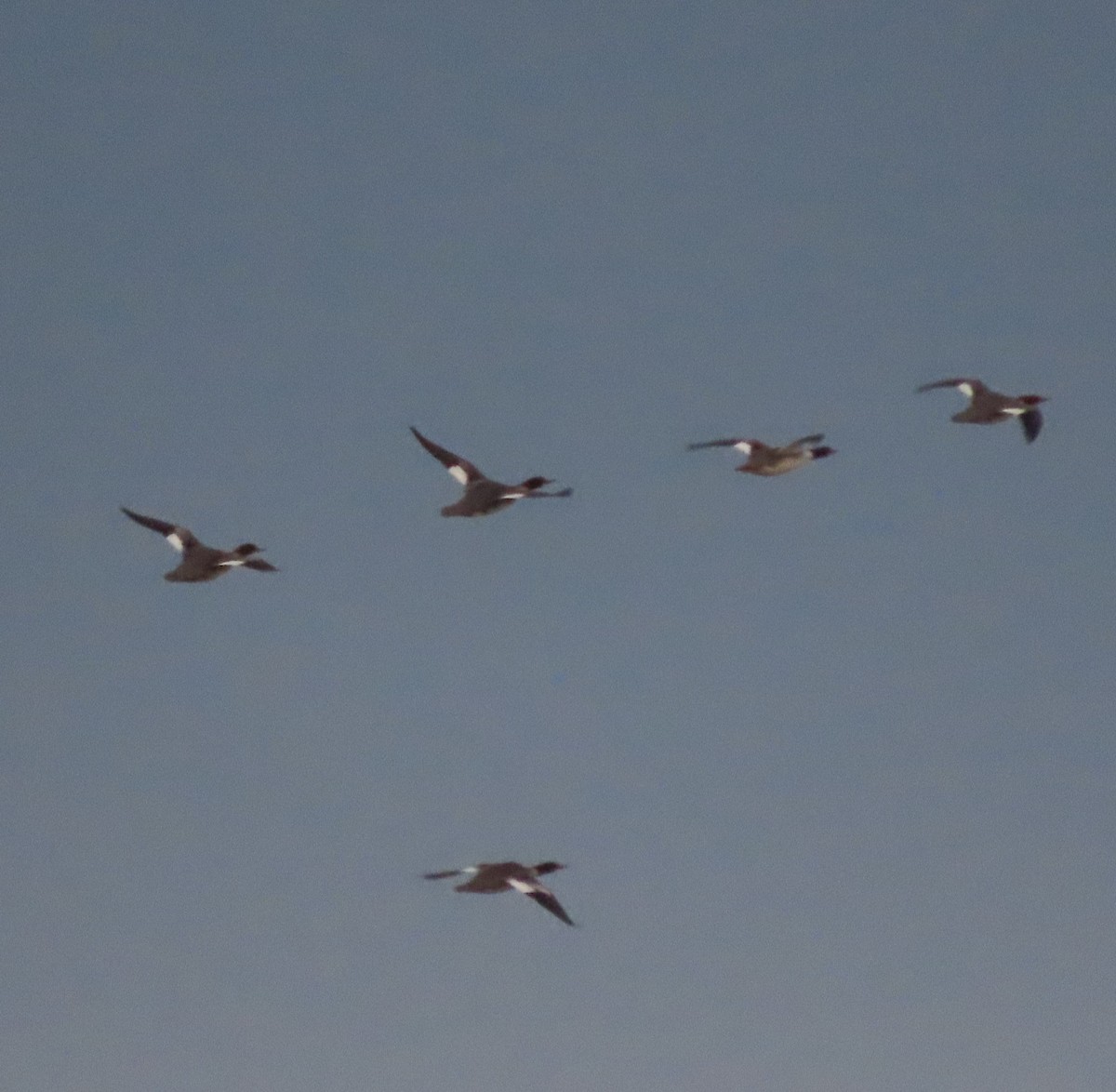 Common Merganser - ML646388525