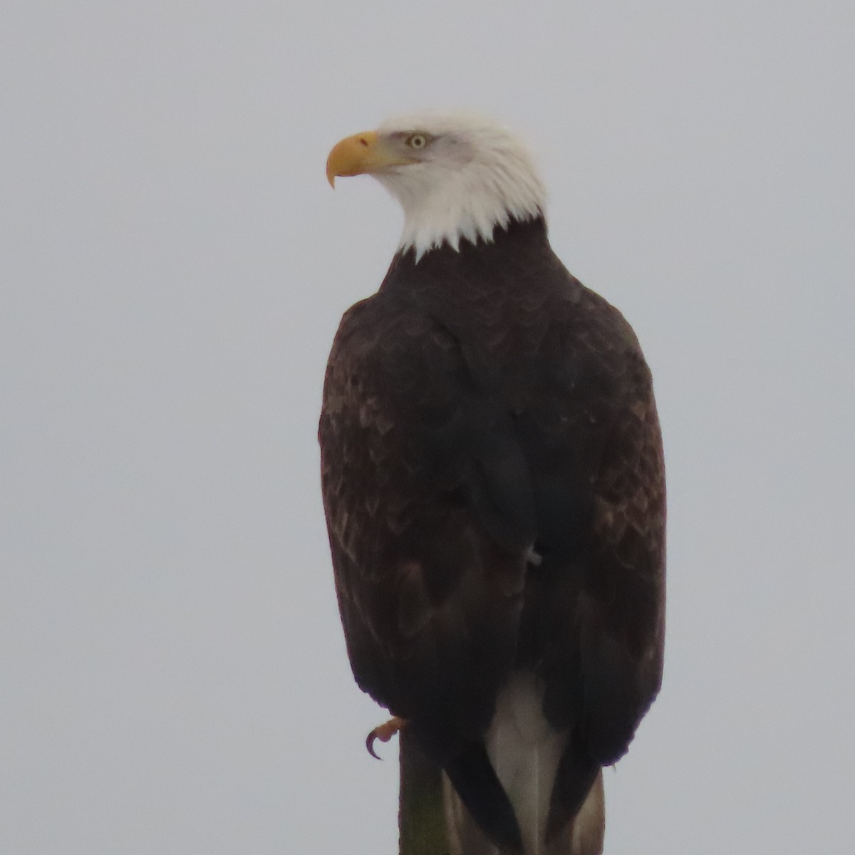 Bald Eagle - ML646388527