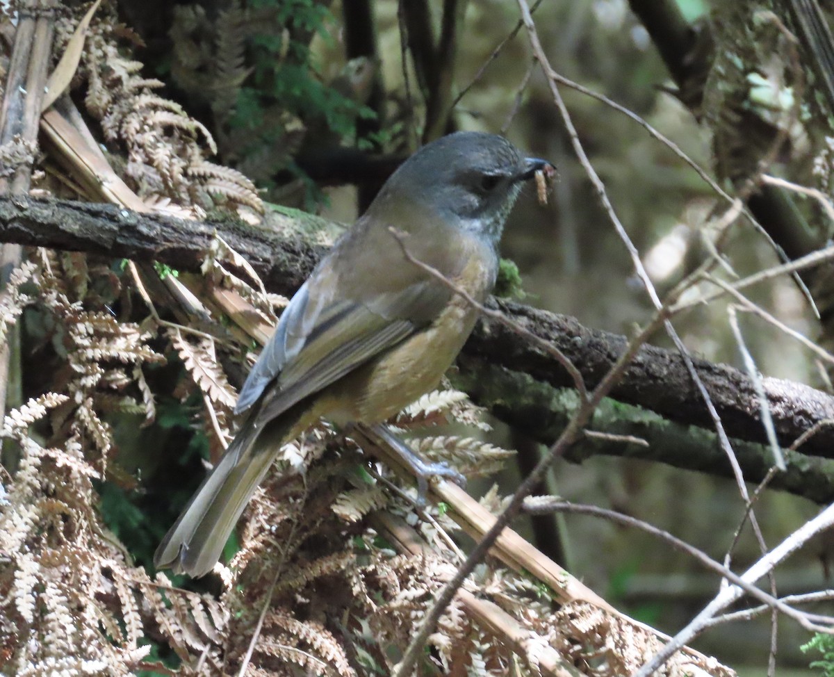 Olive Whistler - ML646388529