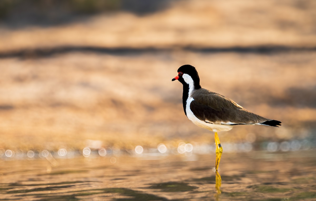 Red-wattled Lapwing - ML646388536