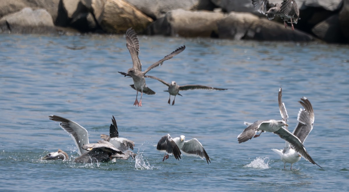 Brown Pelican - ML646388540