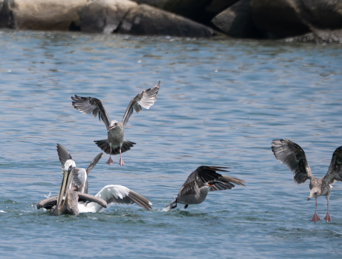 Brown Pelican - ML646388542