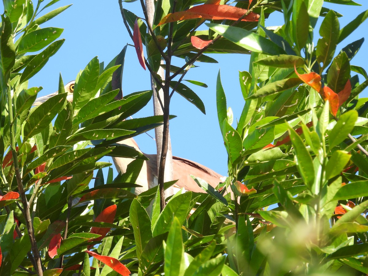 Nankeen Night Heron - ML646388543