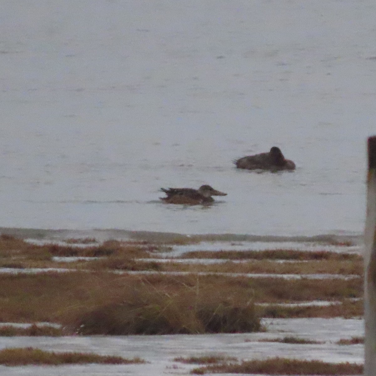 Northern Shoveler - ML646388550