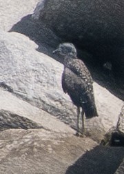 Yellow-crowned Night Heron - ML646388552