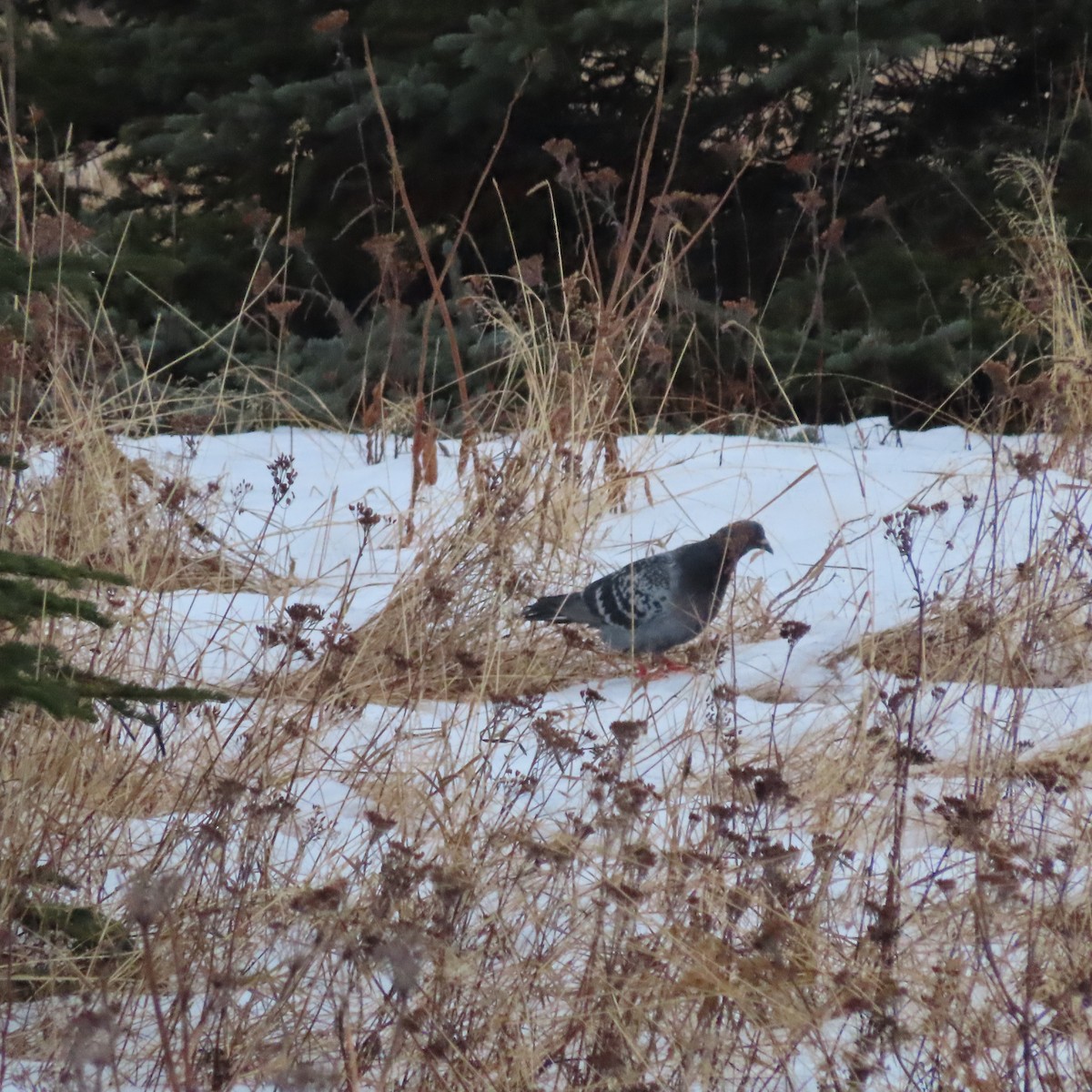 Rock Pigeon (Feral Pigeon) - ML646388553