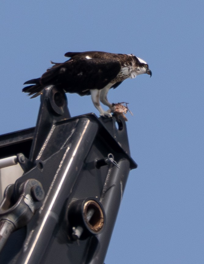 魚鷹 - ML646388558