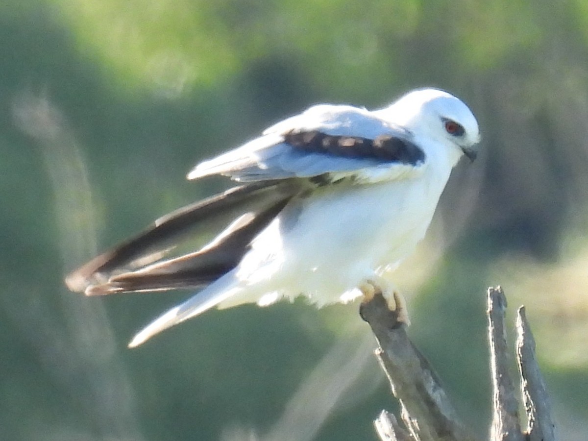 Black-shouldered Kite - ML646388562