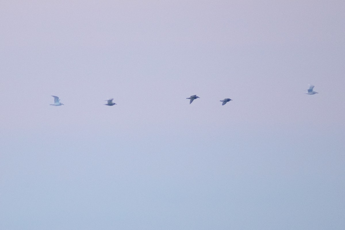 Glaucous Gull - ML646388564