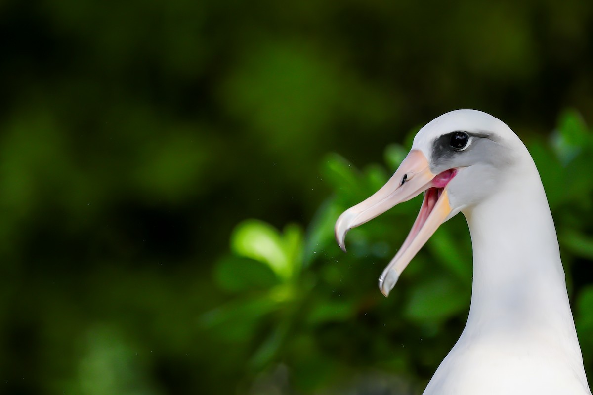 Laysan Albatross - ML646388566