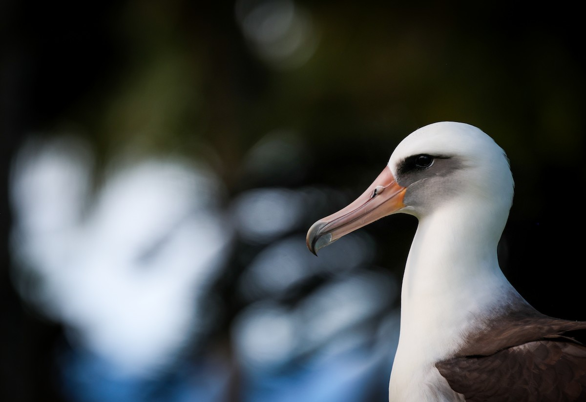 Laysan Albatross - ML646388567