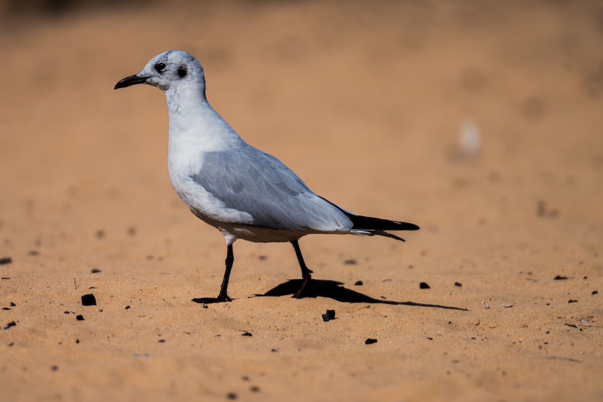 Black-headed Gull - ML646388568