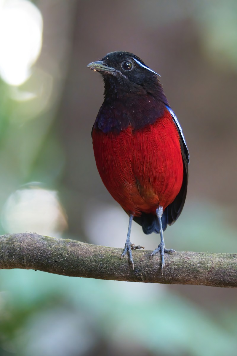 Black-crowned Pitta - ML646388570