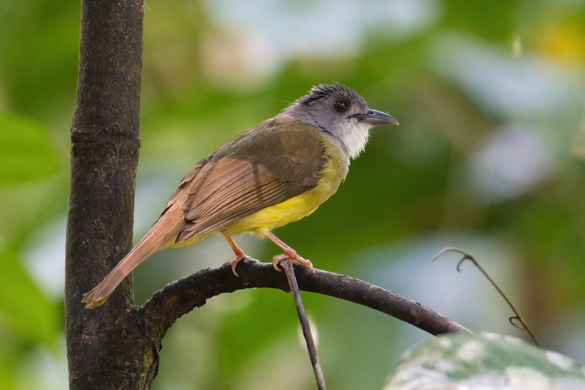 gulbukbylbyl - ML646388572