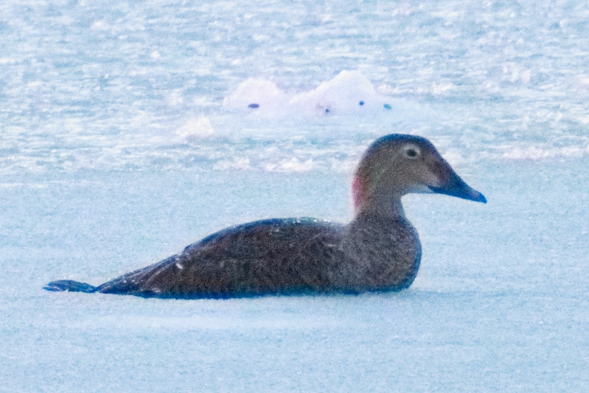 King Eider - ML646388574