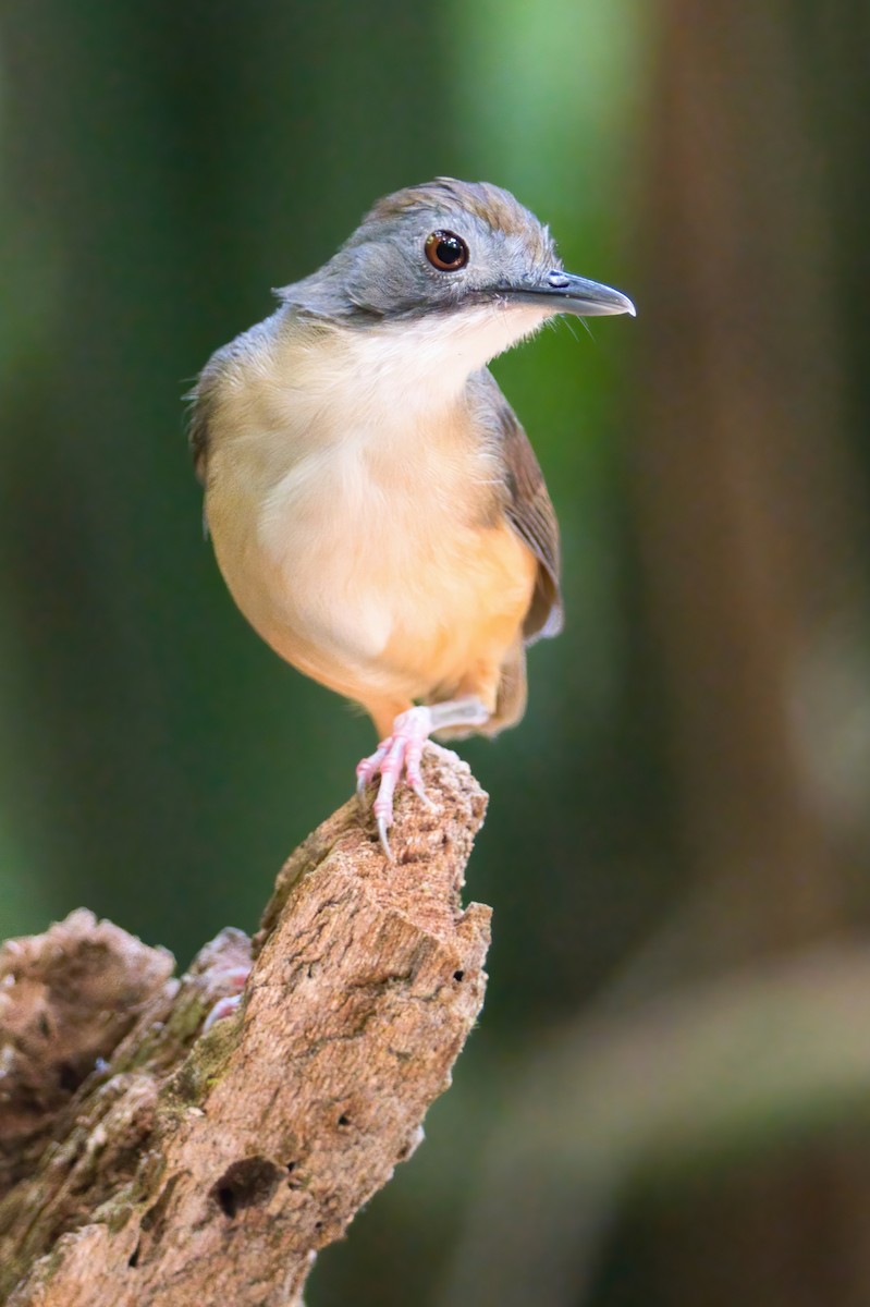 Short-tailed Babbler (Leaflitter) - ML646388576