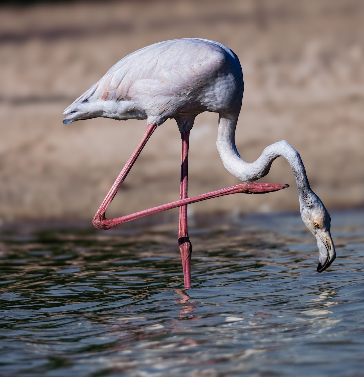 Greater Flamingo - ML646388577