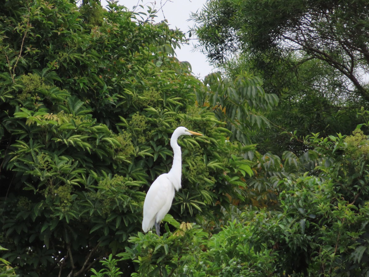 Medium Egret - ML646388578