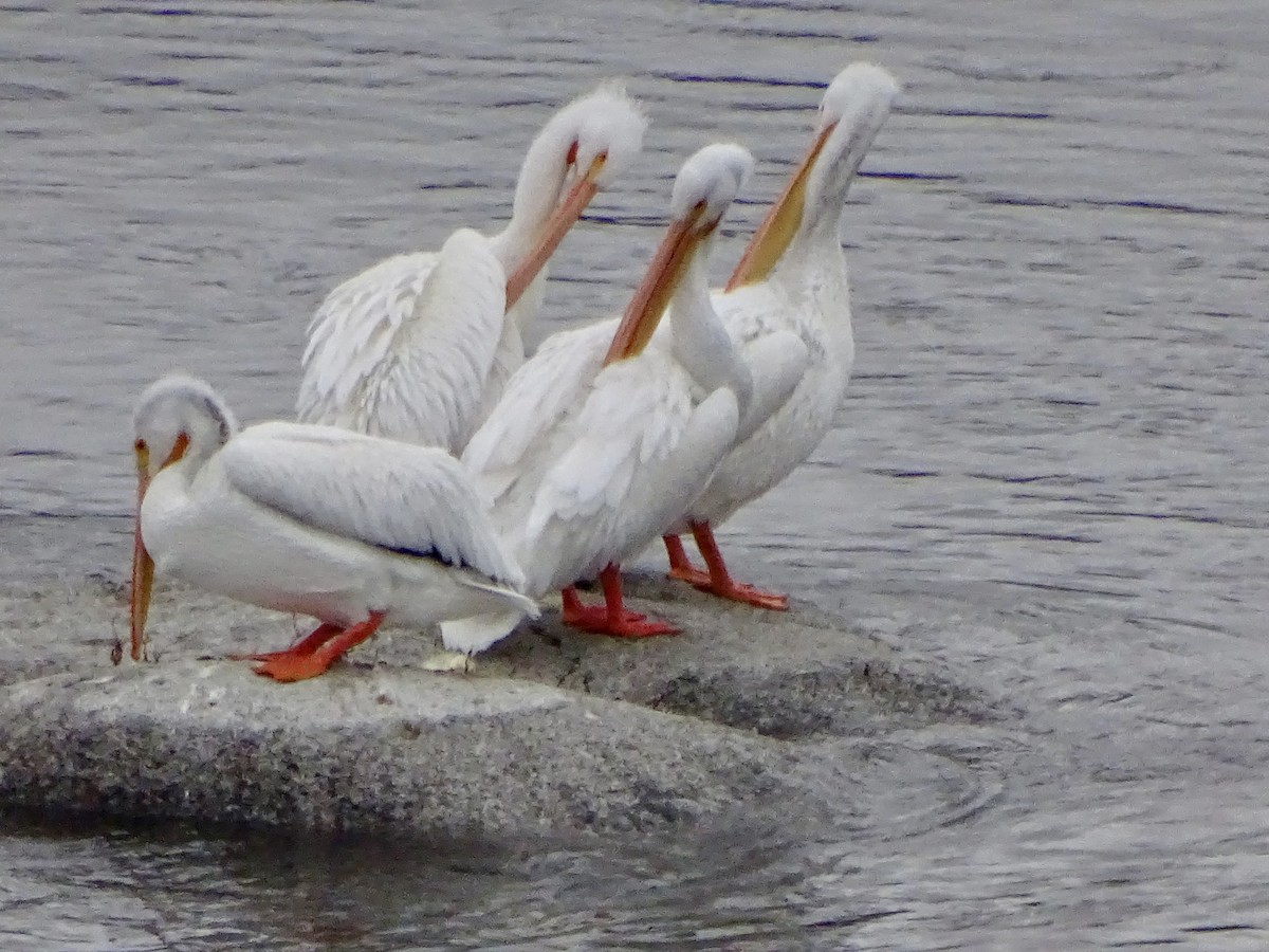 Amerika Pelikanı - ML646388579