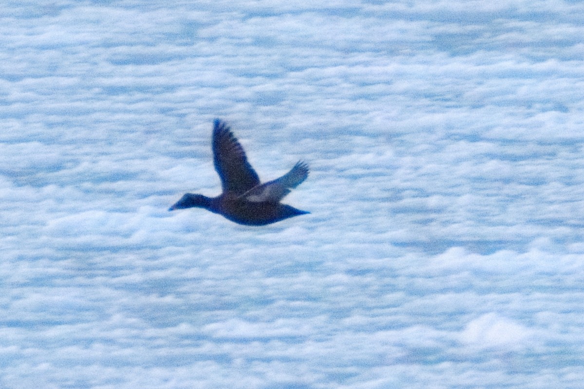 Common Eider - ML646388580