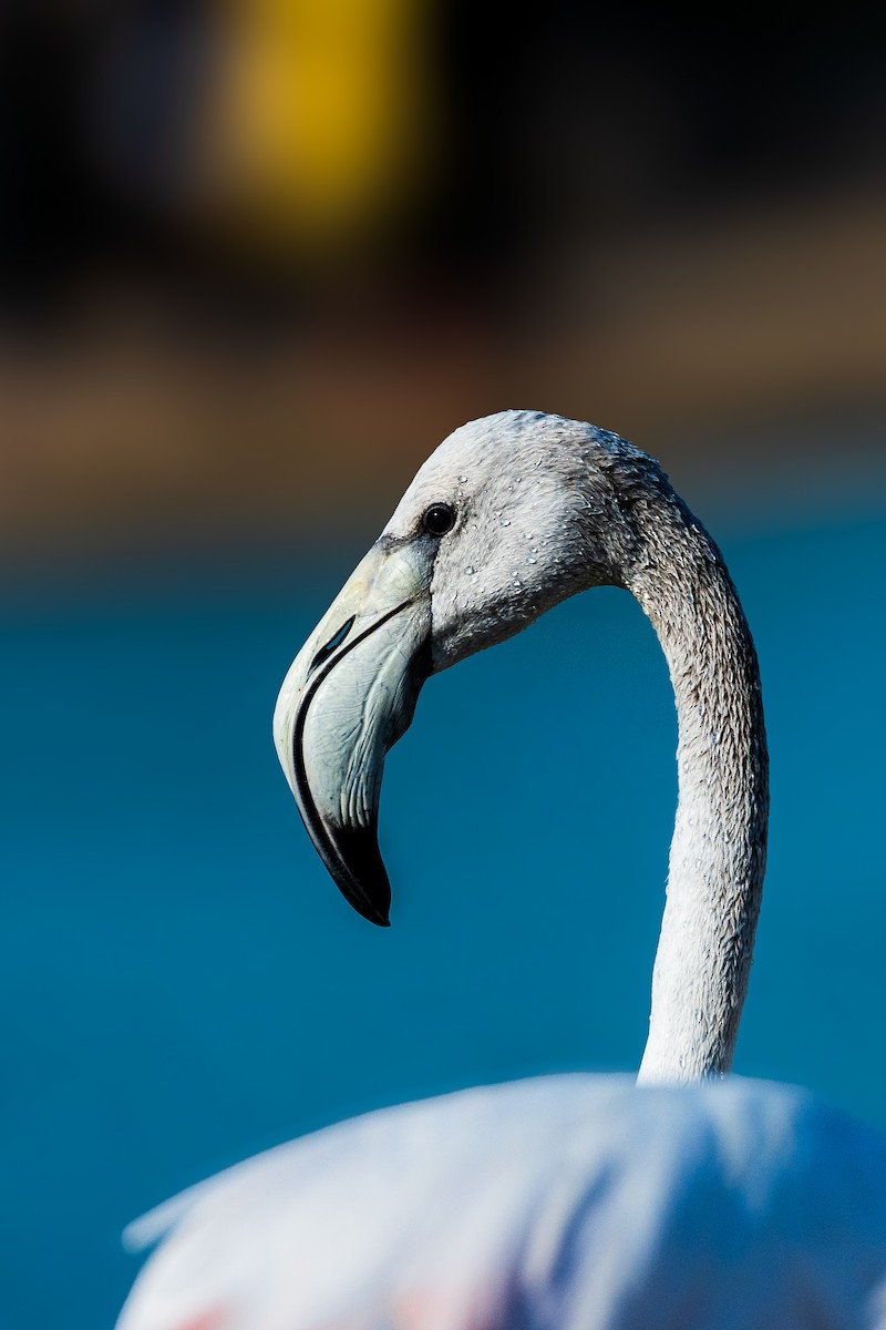 Greater Flamingo - ML646388581