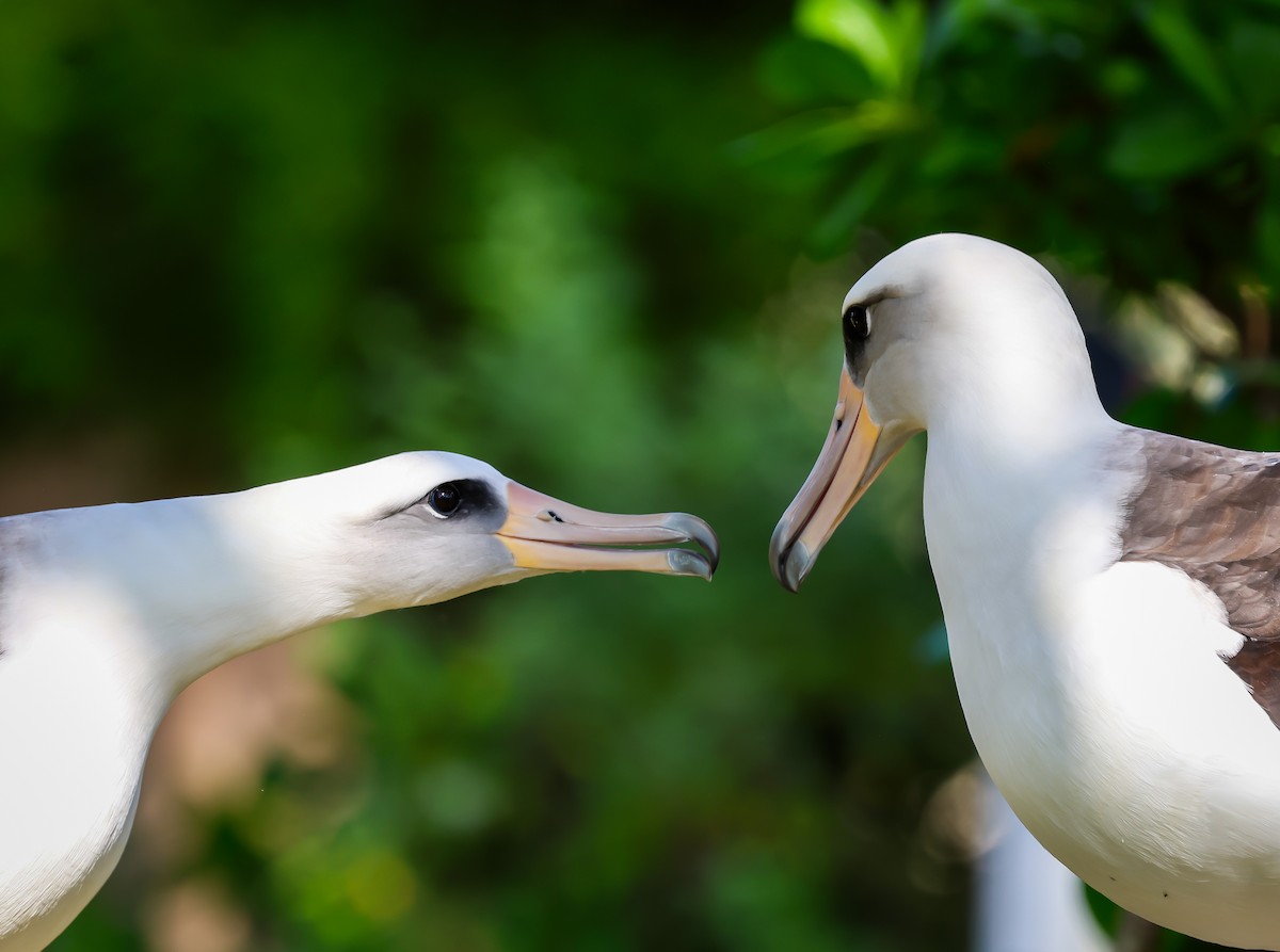 Laysan Albatross - ML646388588