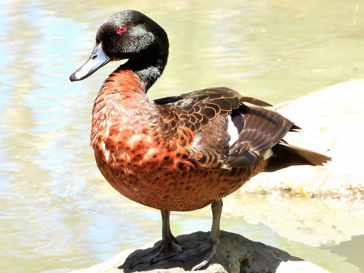 Chestnut Teal - ML646388589