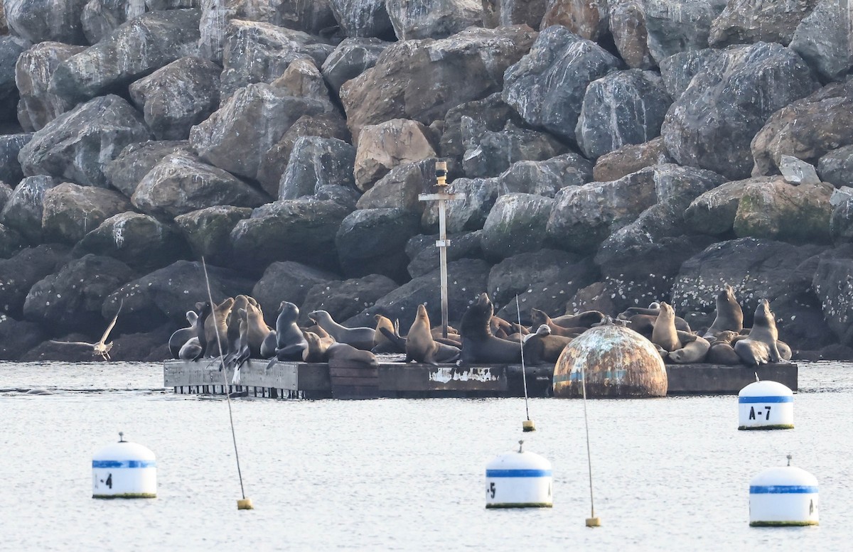 California Sea Lion - ML646388590