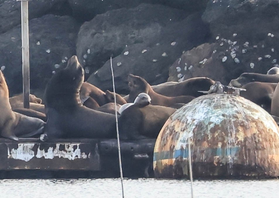 California Sea Lion - ML646388591