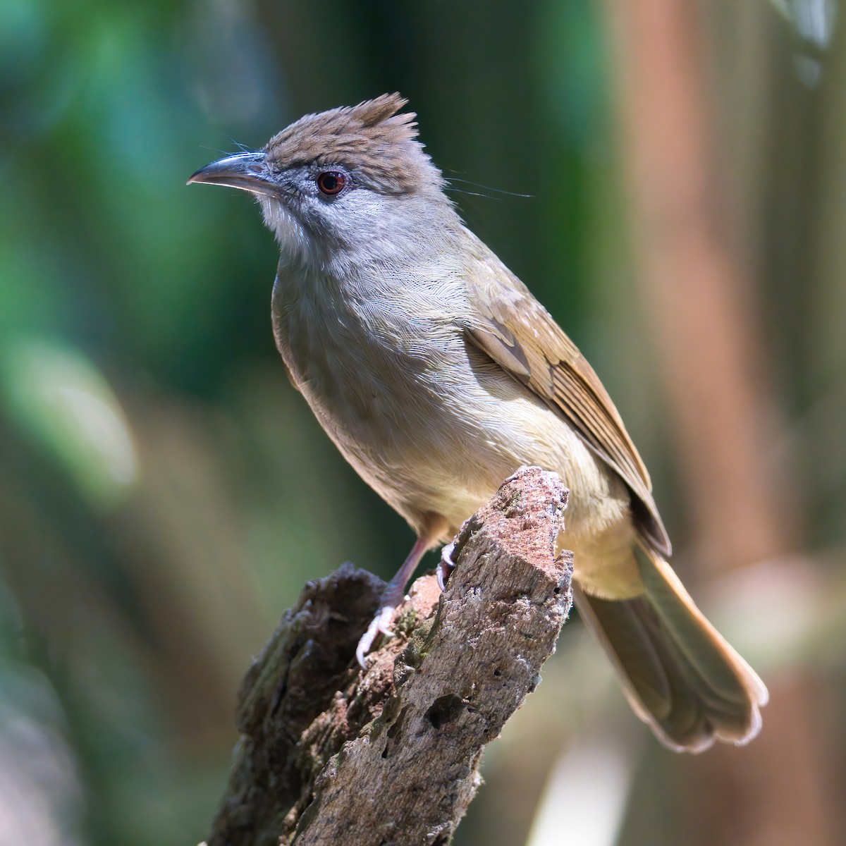 Gray-cheeked Bulbul - ML646388592