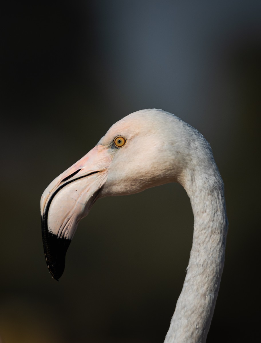 Greater Flamingo - ML646388599