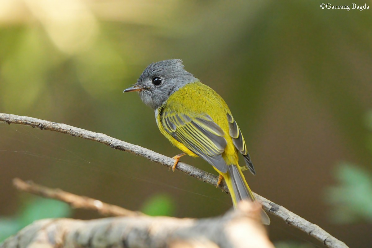Gray-headed Canary-Flycatcher - ML646388600