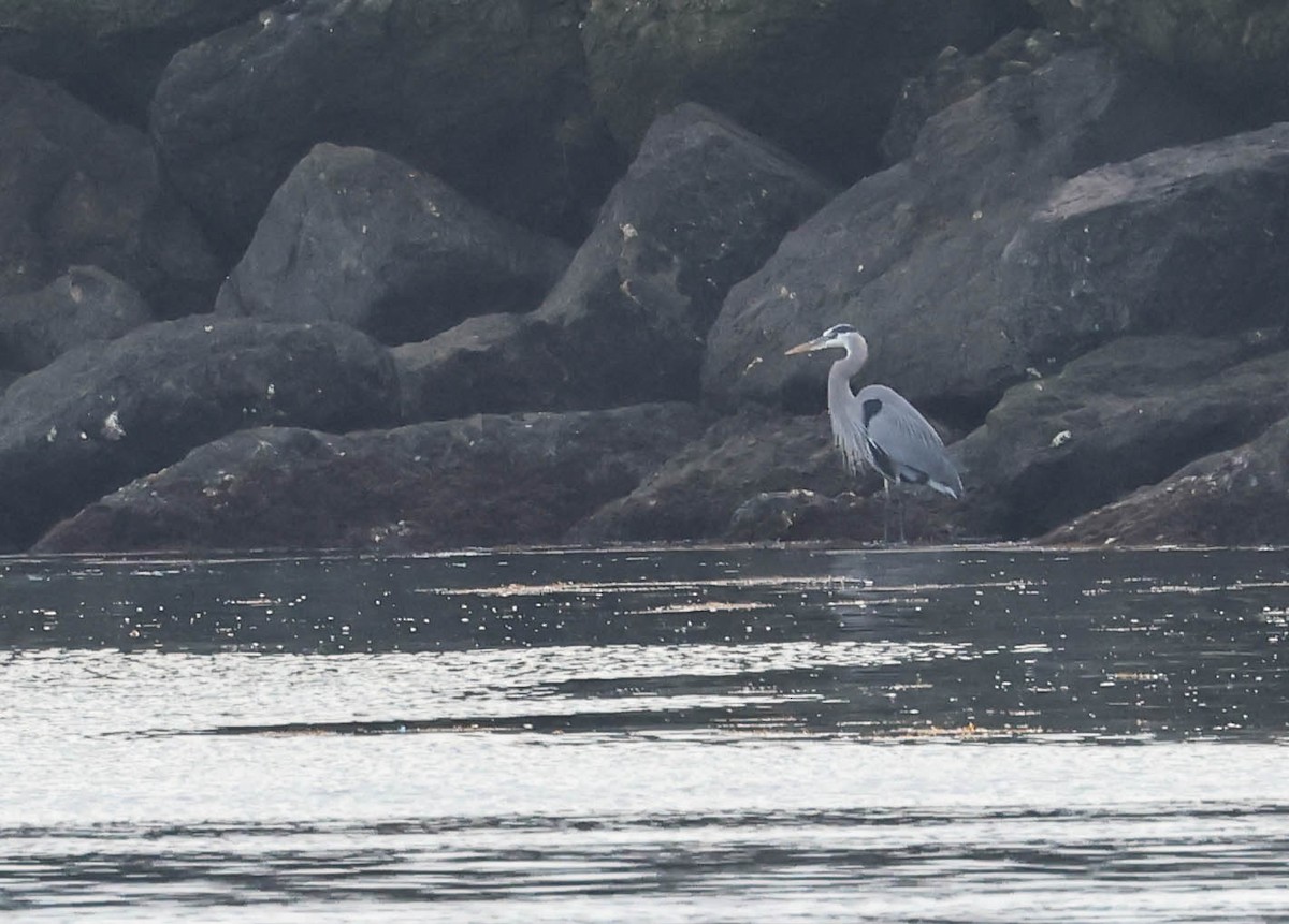 Great Blue Heron - ML646388603