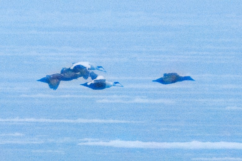 Common Eider - ML646388604