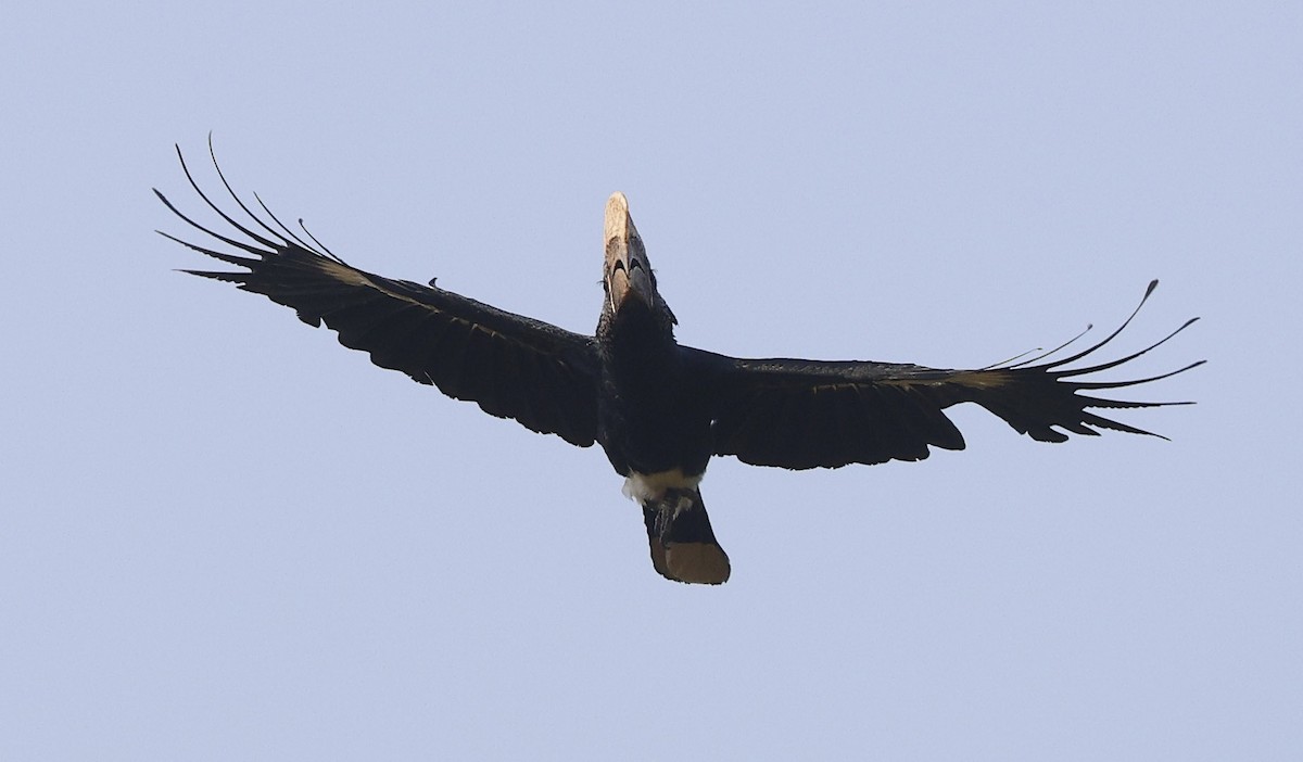 Silvery-cheeked Hornbill - ML646388605