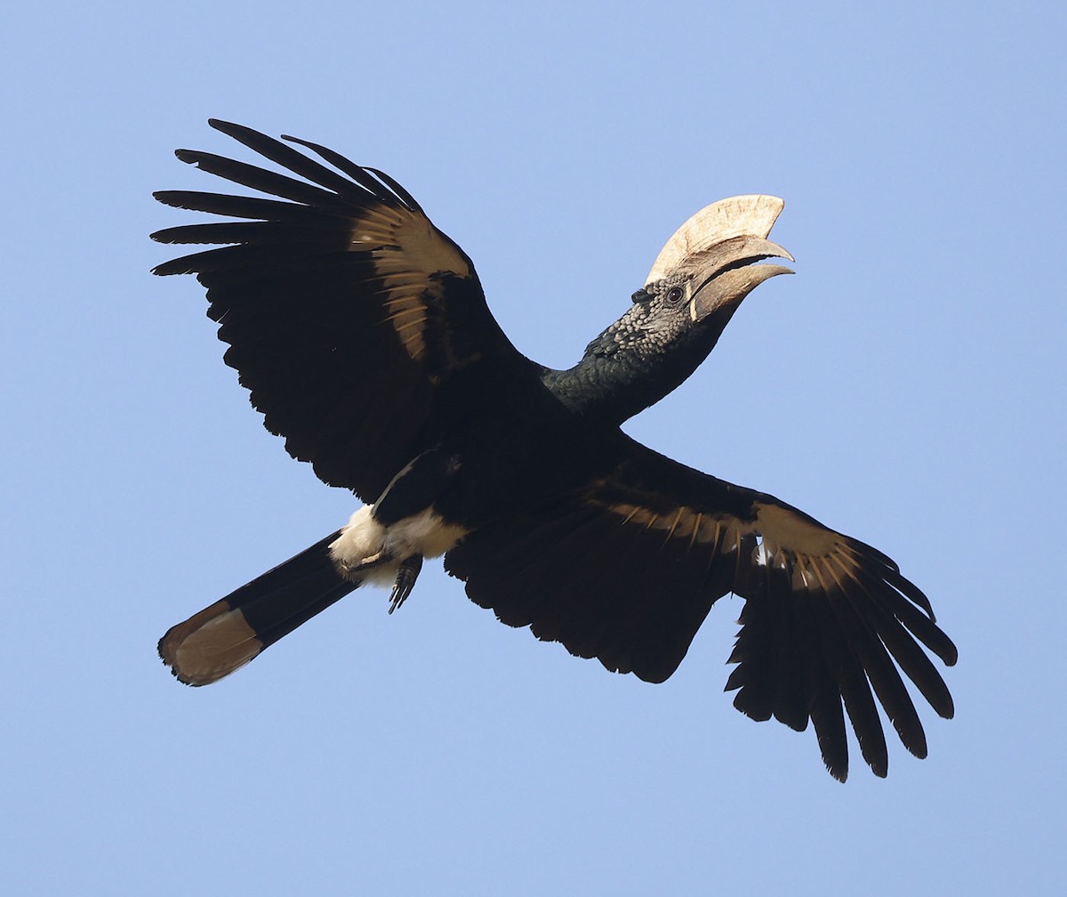 Silvery-cheeked Hornbill - ML646388606