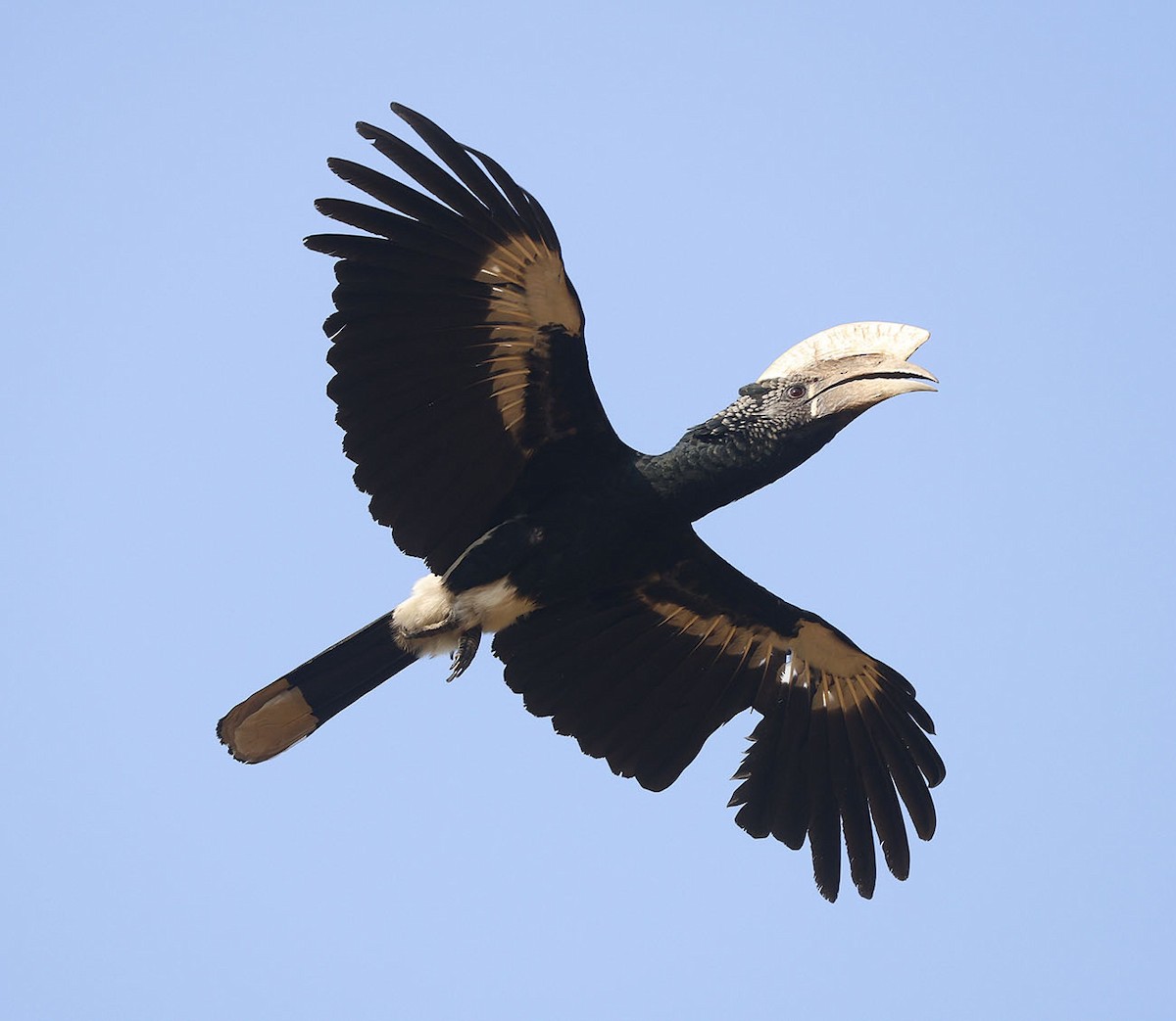 Silvery-cheeked Hornbill - ML646388607