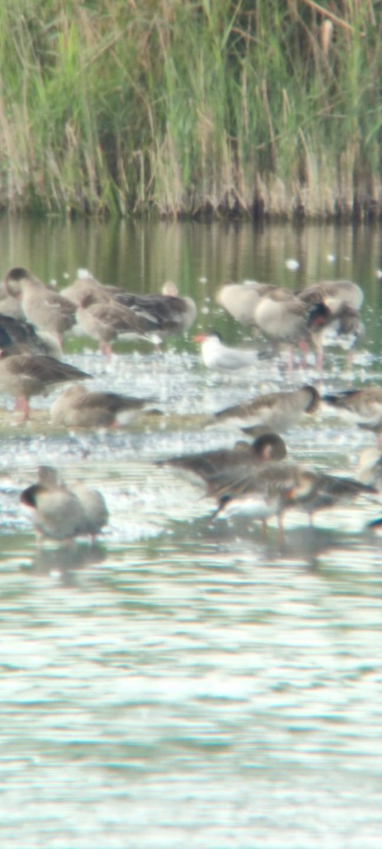 Sterna maggiore - ML646388608