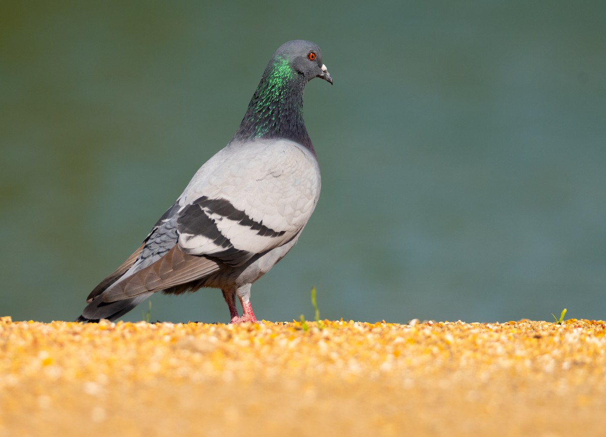 Rock Pigeon (Feral Pigeon) - ML646388609