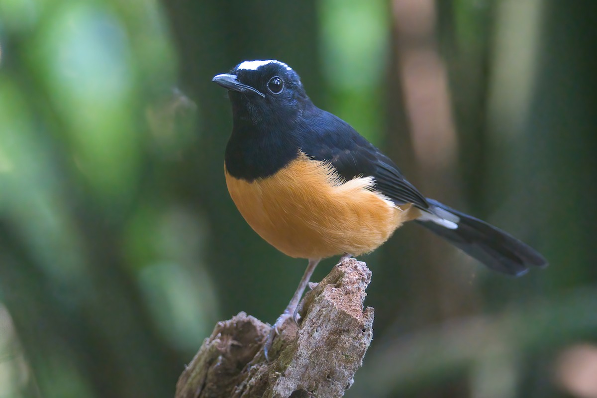 White-crowned Shama - ML646388614