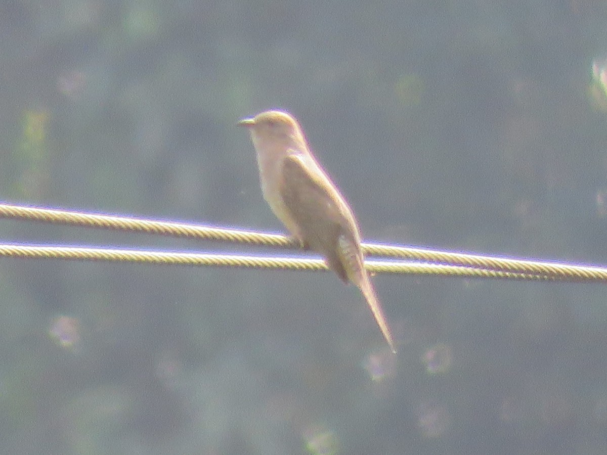 Plaintive Cuckoo - ML646388616