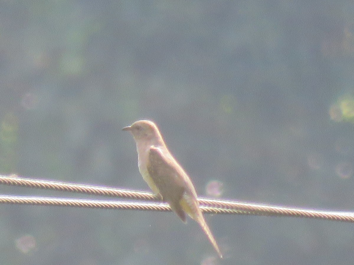 Plaintive Cuckoo - ML646388617