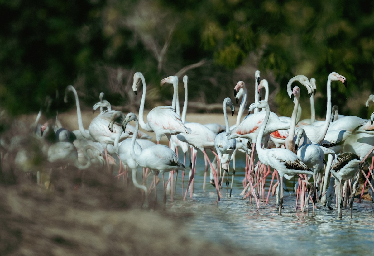 Greater Flamingo - ML646388618
