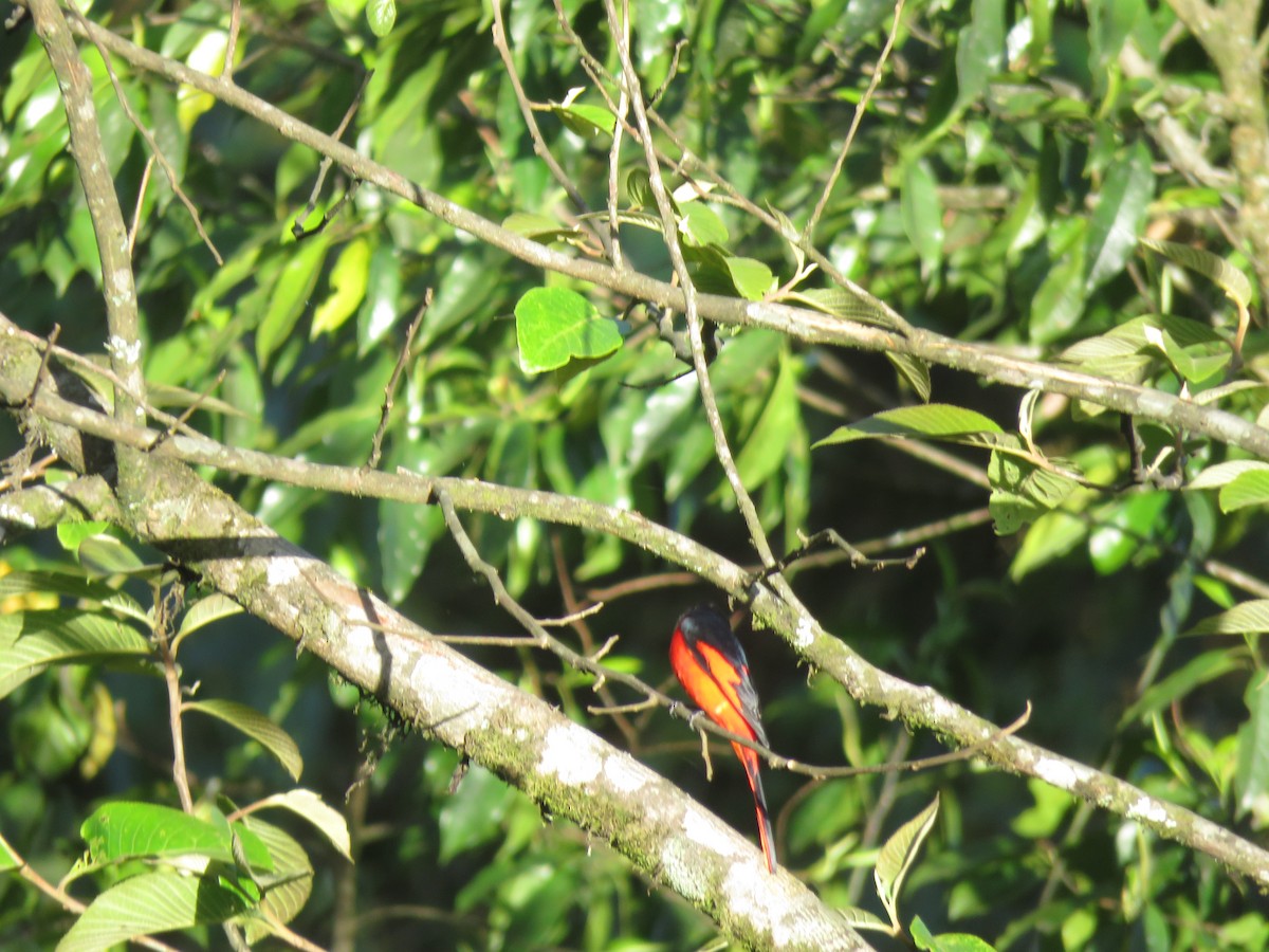 Short-billed Minivet - ML646388628