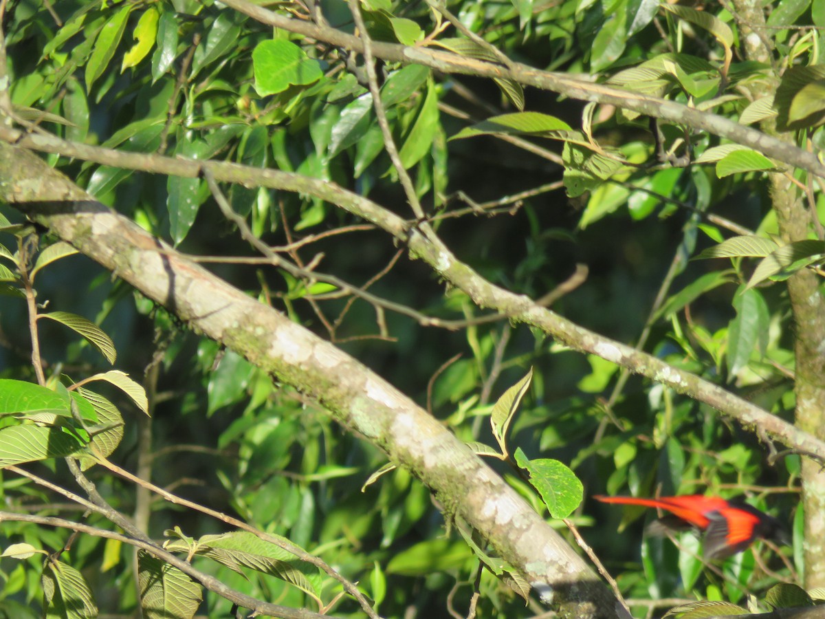 Short-billed Minivet - ML646388629