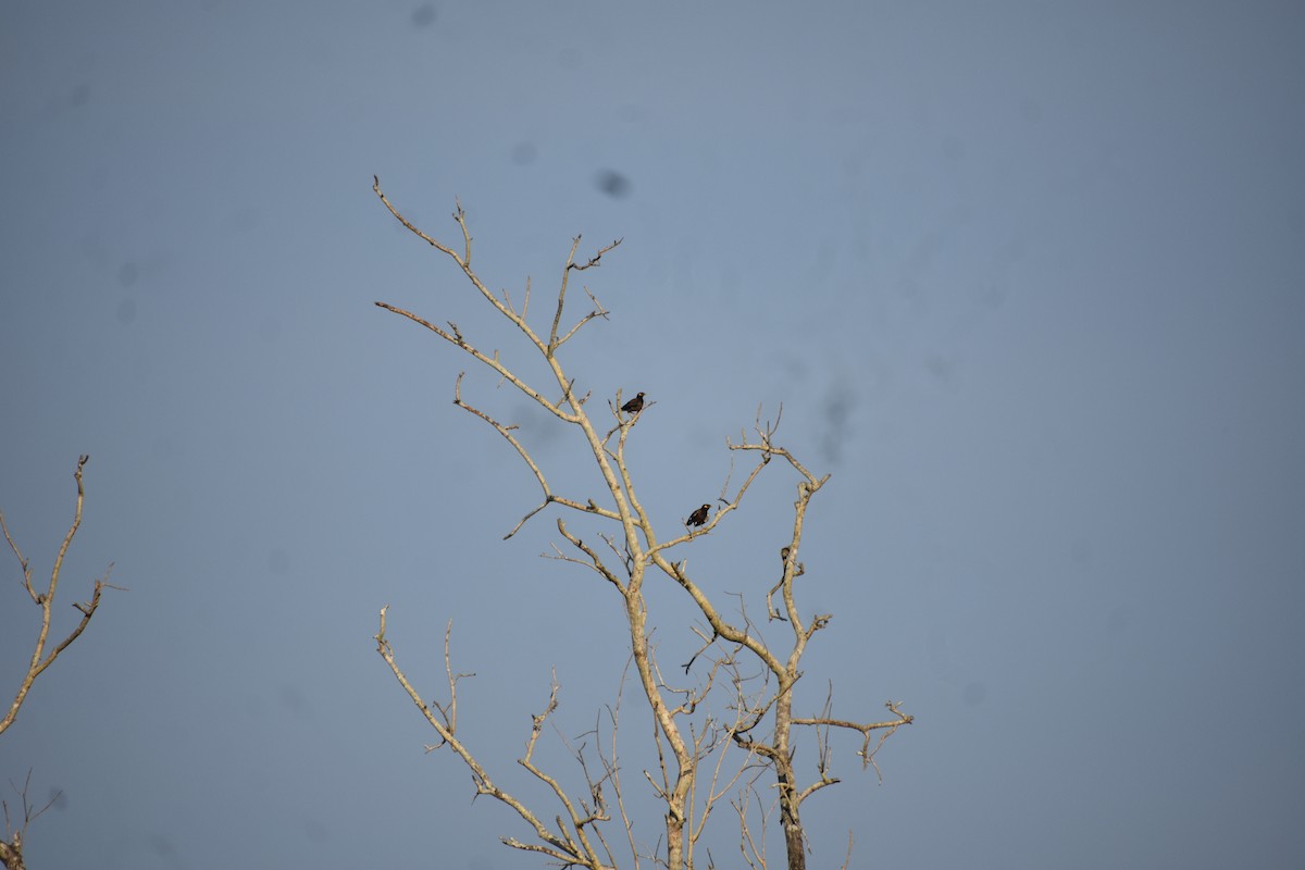 Hartxori tristea - ML646388631